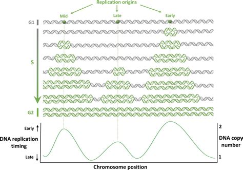 dna replication timing in prader willi region|asynchronous dna replication.